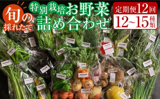 【定期便全12回】旬の採れたて 12～15種類お野菜詰め合わせセット(3～4名様)【野菜 特別栽培 1年間 栽培期間中農薬不使用 旬 採れたて 香川県 さぬき市】 1487192 - 香川県さぬき市