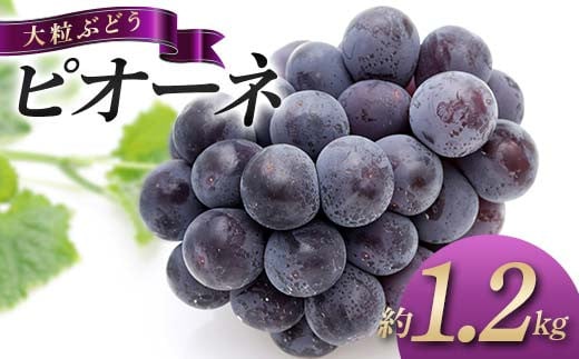 【旬な時期にお届けします！8月中旬～9月中旬 】 大粒ぶどう ピオーネ 約1.2kg 種なし フルーツ 旬のフルーツ ぶどう 旬の果物 国産 香川県三豊市共通返礼品 F5J-743 1548946 - 香川県琴平町