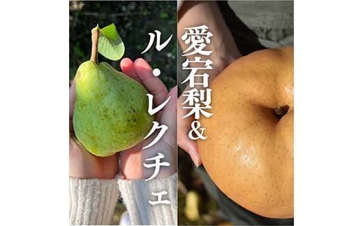 岡山県産 あたご梨&ル・レクチェ ご家庭用 約4kg 梨  ル・レクチェ あたご梨 デザート フルーツ 果物 くだもの 果実 食品 TY0-0911