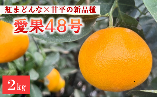 【2025年4月以降発送】愛果48号 2kg L～2Lサイズ 農園直送 みかん 愛媛 人気 数量限定 先行予約 柑橘 伊予市｜B169 1126948 - 愛媛県伊予市