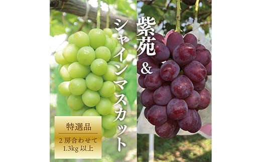 岡山県産 数量限定!紫苑（しえん）＆シャインマスカット 大サイズ2房入 ぶどう ブドウ シャインマスカット 社員マスカット  紫苑 葡萄 デザート フルーツ 果物 くだもの 果実 食品 TY0-0899