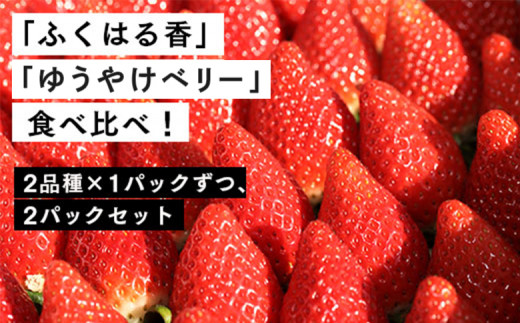 【２月発送開始・数量限定】伊賀いちご園のレギュラーパック2P（280g/パック×2パック） - イチゴ ストロベリー strawberry プレゼント ふくはる香 ゆうやけベリー【1800801】 555923 - 福島県南相馬市