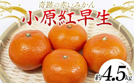 [旬な時期にお届けします!11月下旬〜12月下旬 ] みかん 奇跡の赤いみかん 小原紅早生 4.5kg 蜜柑 早生 果物 柑橘 濃いみかん 赤いみかん むきやすい ミカン フルーツ 旬 香川県 香川県共通返礼品 F5J-539