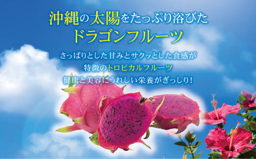 沖縄県うるま市のふるさと納税 うるま市産ドラゴンフルーツ（３〜６玉）約2kg前後