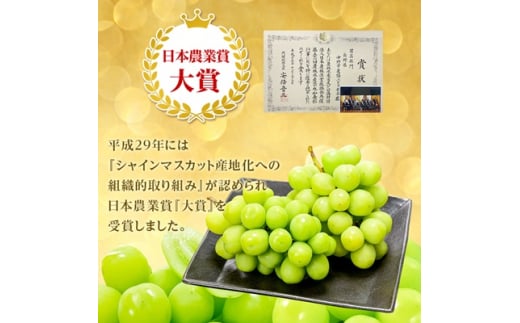 長野県中野市のふるさと納税 2025年先行予約　9月上旬～10月下旬発送JA中野市大粒 大房シャインマスカット2房1.3kg以上【1459211】