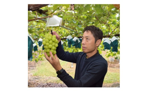 長野県中野市のふるさと納税 2025年先行予約　9月上旬～10月下旬発送JA中野市大粒 大房シャインマスカット2房1.3kg以上【1459211】