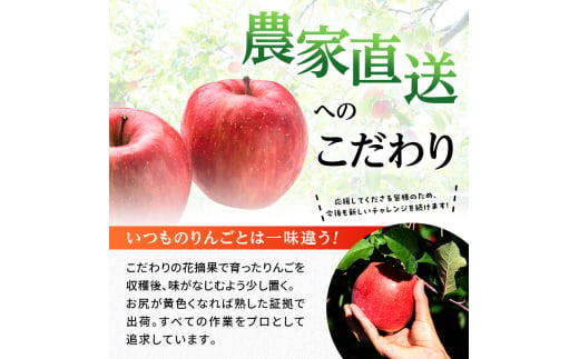 りんご 信州上田産 サンふじ 家庭用 約10kg 24～32個 林檎 リンゴ 10kg サンフジ 果物 くだもの フルーツ デザート 旬の果物  旬のフルーツ 傷 長野県 長野 [№5312-0960] - 長野県上田市｜ふるさとチョイス - ふるさと納税サイト