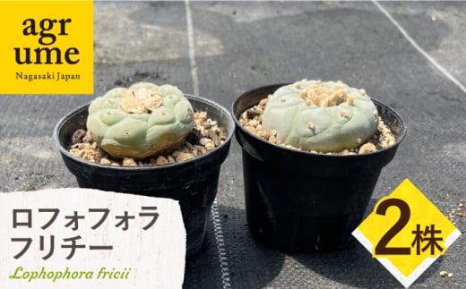 ロフォフォラ 銀冠玉 Lophophora fricii ２株 長与町/アグリューム [EAI177] 1538862 - 長崎県長与町