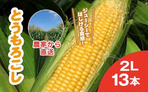 地元で8代続く農家から直送! ジューシーではじける食感が特徴! 朝採り とうもろこし 2L 13本／篠原農園 とうもろこし トウモロコシ スイートコーン コーン ゴールドラッシュ ジューシー  フルーティー 朝採り 農家直送 千葉県 千葉県山武市 SMBV001