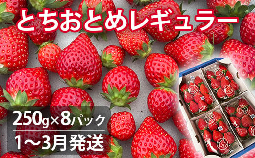 [1〜3月発送]とちおとめレギュラー 250g×8パック