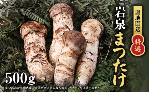＜特選＞岩泉まつたけ 直送 500g【1423385】 996133 - 岩手県岩泉町