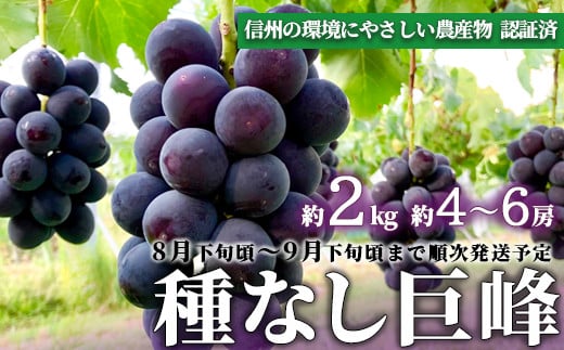 [No.5657-3953]【長野県須坂市産】種なし巨峰 約2kg（約4～6房）【信州の環境にやさしい農産物認証済】《わだぶどう》■2025年発送■※8月下旬頃～9月下旬頃まで順次発送予定 1307075 - 長野県須坂市