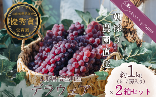 ≪2025年先行予約≫贈答用 山形県 高畠町産 朝取り 農園直送 デラウェア 約2.0kg（10～14 房）個包装 2025年8月上旬から順次発送 個別包装 種無し 食べやすい ぶどう ブドウ 葡萄 くだもの 果物 フルーツ 夏果実 産地直送 農家直送 数量限定  F21B-309 1547237 - 山形県高畠町
