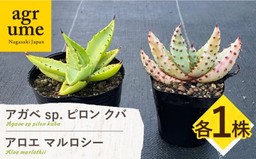 アガベ sp. ピロン クバ & アロエ マルロシー 各1株 Agave sp pilon kuba & Aloe marlothii 長与町/アグリューム [EAI198] 1538873 - 長崎県長与町