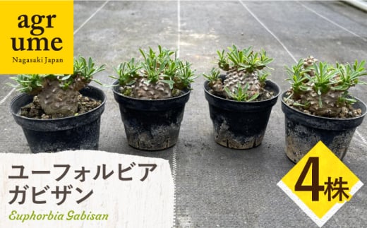 ユーフォルビア 峨眉山（ガビザン）Euphorbia Gabisan 4株 長与町/アグリューム [EAI174]