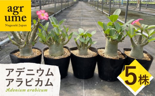 Adenium arabicum アデニウム アラビカム 5株 長与町/アグリューム [EAI160]