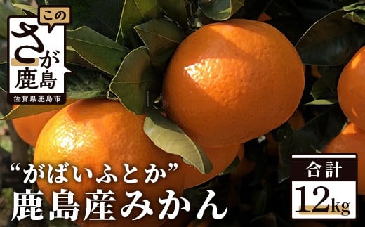 A-88 ”がばいふとか”鹿島産みかん 約12kg 大サイズ ご家庭用 542095 - 佐賀県鹿島市