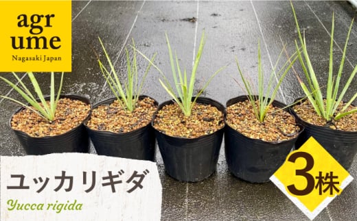 Yucca rigida ユッカ リギダ 3株 長与町/アグリューム [EAI184] 1538867 - 長崎県長与町