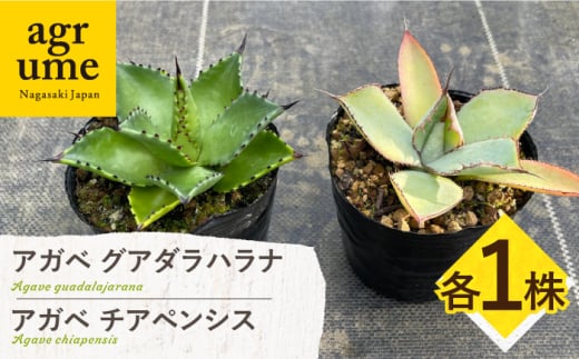 アガベ グアダラハラナ ＆ アガベ チアペンシス 各1株 Agave guadalajarana & Agave chiapensis 長与町/アグリューム [EAI199] 1538874 - 長崎県長与町