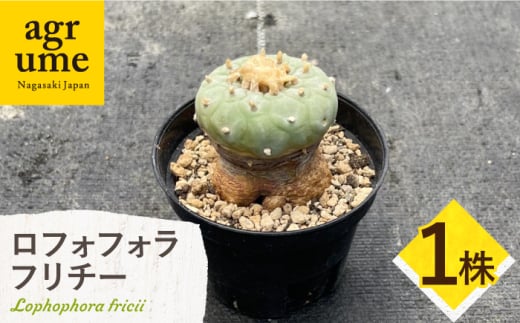 ロフォフォラ 銀冠玉 Lophophora fricii １株 長与町/アグリューム [EAI176]