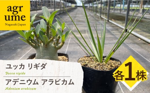 アデニウム アラビカム ＆ ユッカ リギダ 各1株 Adenium arabicum ＆ Yucca rigida 長与町/アグリューム [EAI207] 1538882 - 長崎県長与町