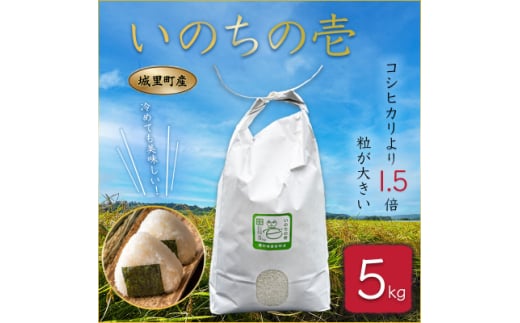 茨城県城里町産 いのちの壱 5kg (2024年産)【1562907】 1539897 - 茨城県城里町