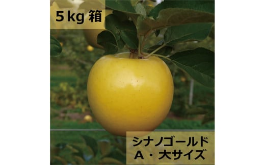 【先行受付：2025年10月発送】【訳アリ】信州松本のりんご「シナノゴールド」約5kg（11～20玉）|  ふるさと納税 長野県 松本市 訳アリ シナノゴールド リンゴ りんご 林檎 信州産  果物 くだもの フルーツ 1554145 - 長野県松本市
