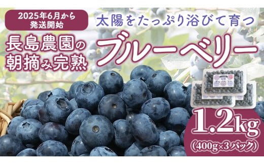 ブルーベリー1.2kg ( 400g × 3パック ) 【2025年6月から発送開始】 国産 茨城県産 ベリー フルーツ 果物 くだもの 自家製栽培[AK002sa]