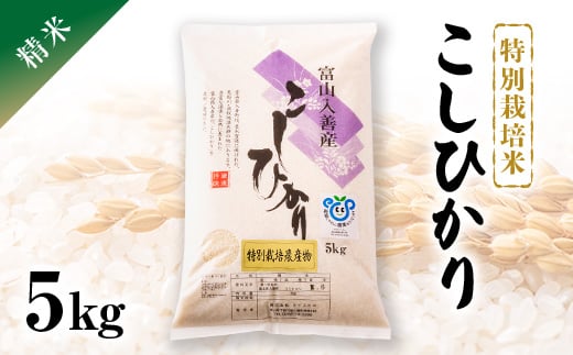 令和5年産　特別栽培米こしひかり　精米5kg【1150263】