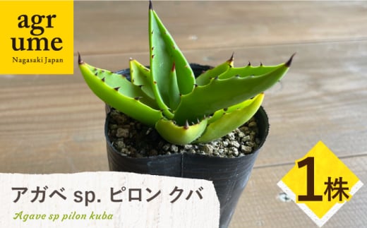 アガベ sp. ピロン クバ 1株 Agave sp pilon kuba 長与町/アグリューム [EAI203] 1538878 - 長崎県長与町