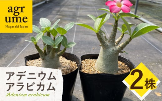 Adenium arabicum アデニウム アラビカム 2株 長与町/アグリューム [EAI157]