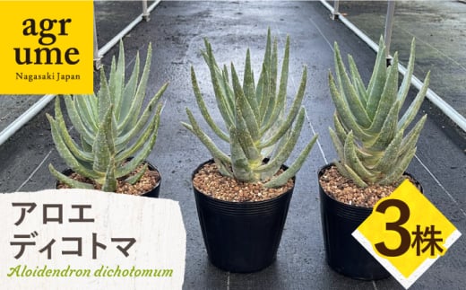 アロエ ディコトマ 3株 Aloidendron dichotomum（Aloe dichotoma）長与町／アグリューム [EAI145]