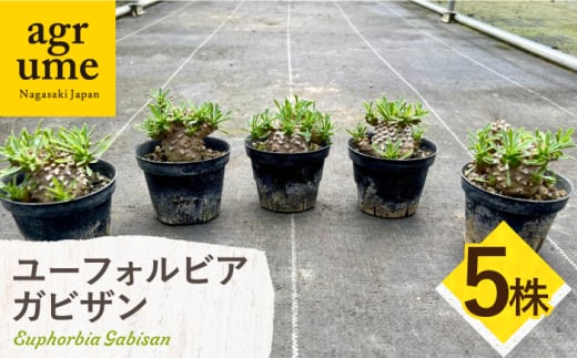 ユーフォルビア 峨眉山（ガビザン）Euphorbia Gabisan 5株 長与町/アグリューム [EAI175]