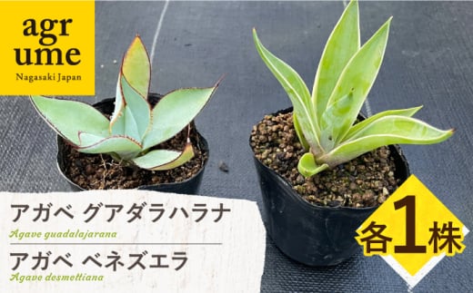 アガベ グアダラハラナ & アガベ ベネズエラ 各1株 Agave guadalajarana & Agave desmettiana 長与町/アグリューム [EAI200] 1538875 - 長崎県長与町