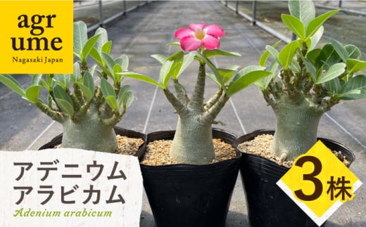 Adenium arabicum アデニウム アラビカム 3株 長与町/アグリューム [EAI158]