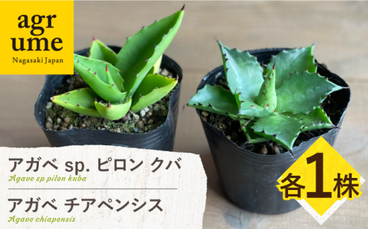 アガベ sp. ピロン クバ & アガベ チアペンシス 各1株 Agave sp pilon kuba & Agave chiapensis 長与町/アグリューム 