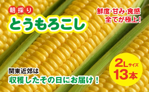 【関東近郊は収穫したその日にお届け!】 鮮度・甘み・食感 全てが極上! 農業歴30年以上の農家のこだわりが詰まった 朝採り とうもろこし 2L 13本 約5kg／石橋農園 とうもろこし トウモロコシ スイートコーン コーン ゴールドラッシュ ジューシー フルーティー 朝採り 千葉県 千葉県山武市