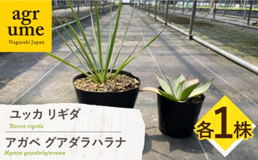 ユッカ リギダ ＆ アガベ グアダラハラナ Yucca rigida ＆ Agave guadalajarana 各1株 長与町/アグリューム [EAI205] 1538880 - 長崎県長与町