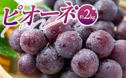 ピオーネ　約2kg【2025-7月中旬～2025-9月下旬配送】 398334 - 香川県高松市