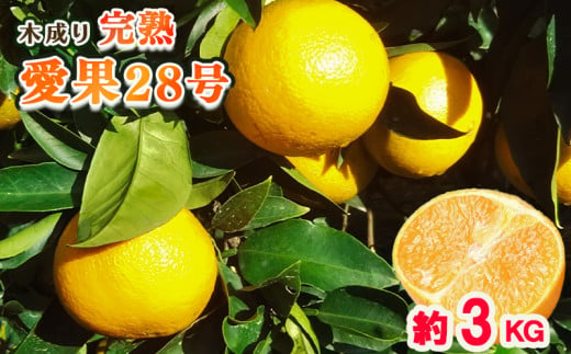 【12月中旬から発送】【秀品】甘さ抜群！ 愛果28号 3kg 2L から 4Lサイズ （高級みかん 産地直送 ｜あいか 愛果 みかん 蜜柑 旬 わけあり 訳あり 甘い 柑橘 果物 フルーツ 糖度 高級 愛媛 松山） 中島育ち 愛媛 松本農園