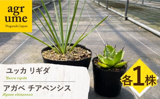 ユッカ リギダ ＆ アガベ チアペンシス 各1株 Yucca rigida ＆ Agave chiapensis 長与町/アグリューム [EAI206] 1538881 - 長崎県長与町