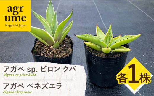 アガベ sp. ピロン クバ ＆ アガベ ベネズエラ 各1株 Agave sp pilon kuba ＆ Agave desmettiana 長与町/アグリューム [EAI197] 1538872 - 長崎県長与町