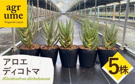 アロエ ディコトマ 5株 Aloidendron dichotomum（Aloe dichotoma）長与町/アグリューム [EAI192] 1538870 - 長崎県長与町