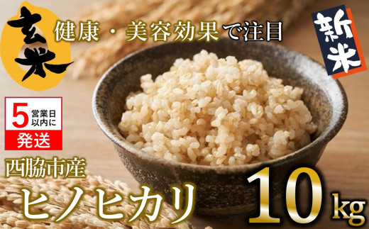 きぬむすめ】令和６年産 新米 玄米10kg（10kg×1袋）(19-42) 健康志向の方におすすめ 米 お米 こめ コメ きぬむすめ 人気 玄米 健康  - 兵庫県西脇市｜ふるさとチョイス - ふるさと納税サイト