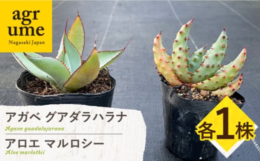 アガベ グアダラハラナ & アロエ マルロシー 各1株 Agave guadalajarana & Aloe marlothii 長与町/アグリューム [EAI201] 1538876 - 長崎県長与町