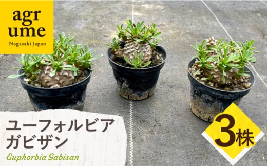 ユーフォルビア 峨眉山（ガビザン）Euphorbia Gabisan 3株 長与町/アグリューム [EAI173]