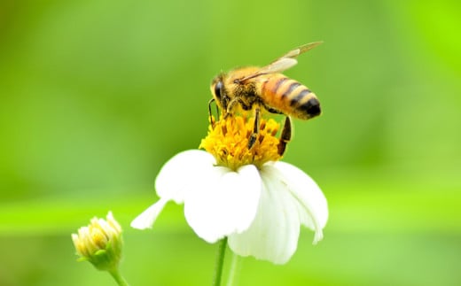 コハマのハチミツ 500g 3本セット 国産 はちみつ ハチミツ 蜂蜜 hatimitu ハニー HONEY 蜜 さし草 プロポリス 生ローヤルゼリー  詰め合わせ 食べ比べ 朝食 グルメ 健康 ギフト セット 内祝い 沖縄 - 沖縄県沖縄市｜ふるさとチョイス - ふるさと納税サイト