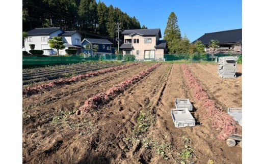 富山県魚津市のふるさと納税 富山県魚津産さつまいも 金時さつまいも 10kg 傷アリ訳アリ サイズ2L以上｜長引野 黒ボク土 ホックホク 土付 ※北海道・沖縄・離島への配送不可