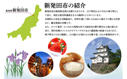 2024年産先行予約 西洋梨 ル・レクチェ 5~7玉 【 新潟県 新発田