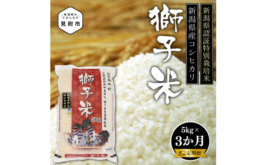 新潟 特別栽培米 令和6年産 コシヒカリ 「獅子米」 精米 15kg ( 5kg×3カ月 ）定期便 精米 したてを お届け 新潟 のど真ん中 見附市 こしひかり 米 お米 白米 国産 ごはん ご飯 県認証米 安心安全 1557057 - 新潟県見附市